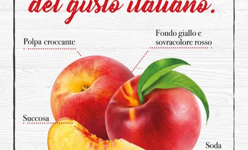 Pesche e nettarine, siamo al top della qualità della produzione nazionale